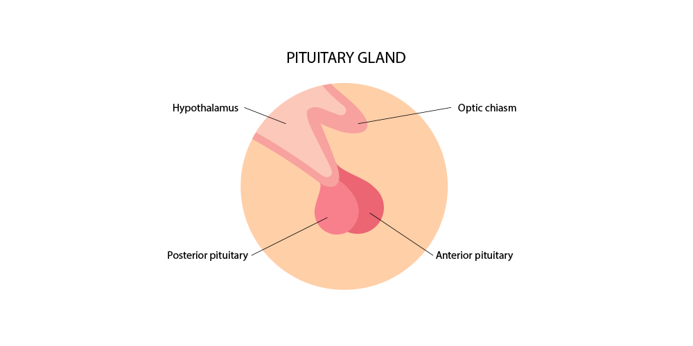 PitutaryGland