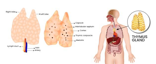 Thymus