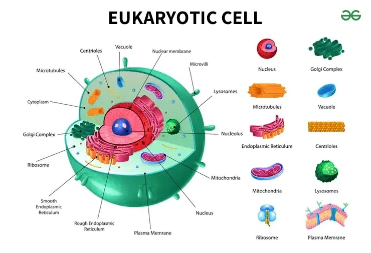 Onion Cell Nuclear Membrane
