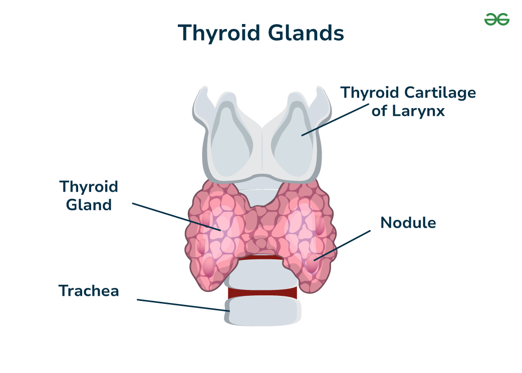 Endocrine System GeeksforGeeks Endocrine System GeeksforGeeks