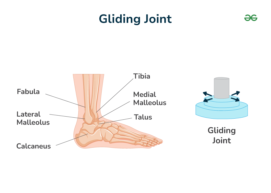 Types Of Joints Classification Of Joints In Human Body GeeksforGeeks
