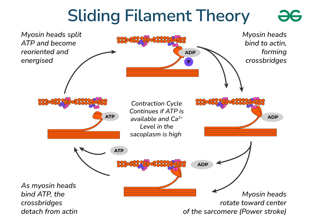 Sliding Filament Theory GeeksforGeeks
