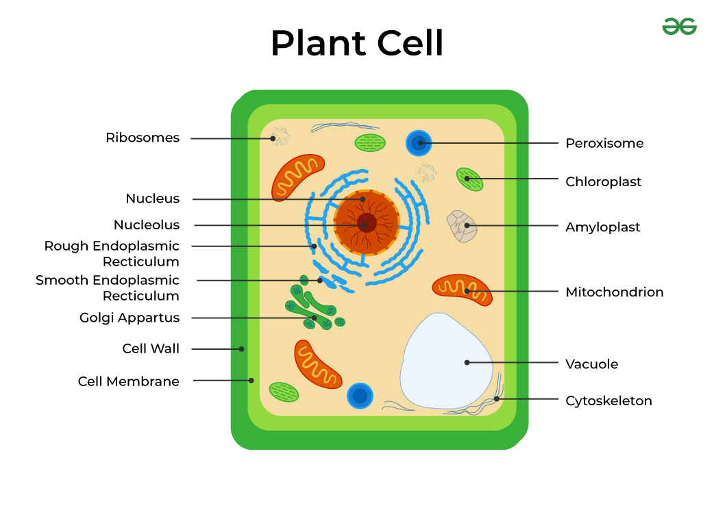 Plant Cell Structure Complete Guide With Diagrams Functions