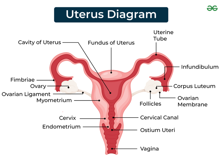 Diagram Of Uterus GeeksforGeeks diagram-of-uterus-geeksforgeeks