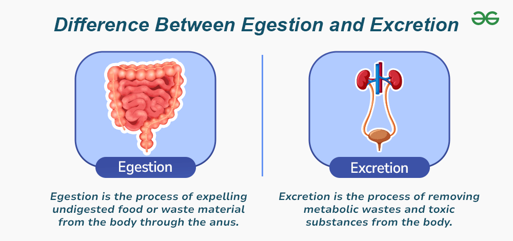 Egestion  