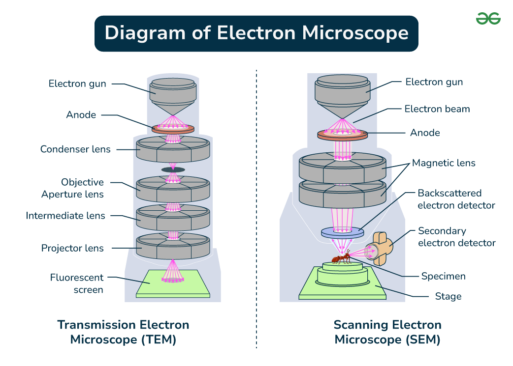 Simple Labelled Diagram Of Microscope Simple Labelled Diagram Of Microscope