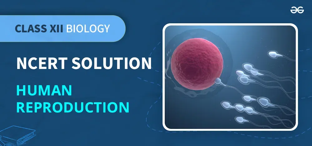 Human-Reproduction-Class-12-Biology-NCERT-Solution