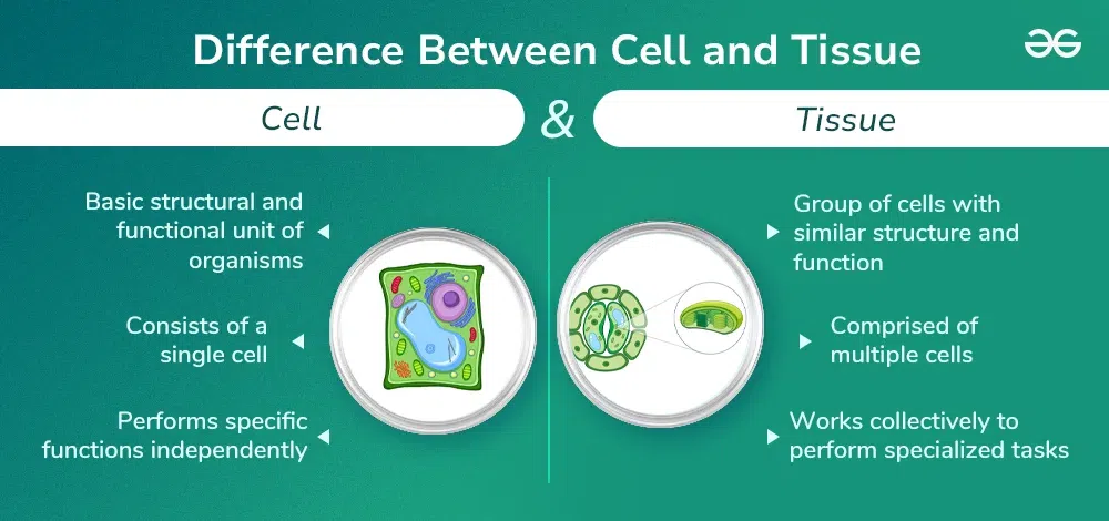 Difference-Between-Cell-and-Tissue