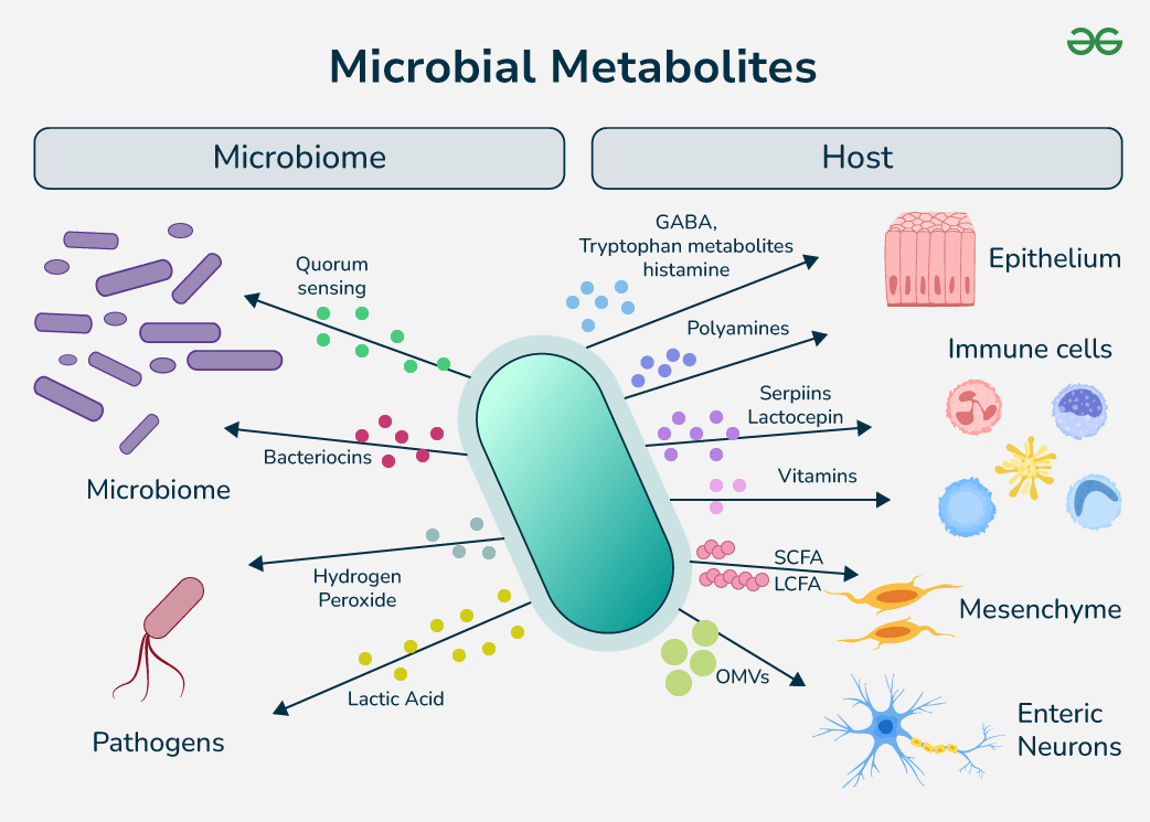 Metabolites Examples Identification Of Bioactive Metabolites Using