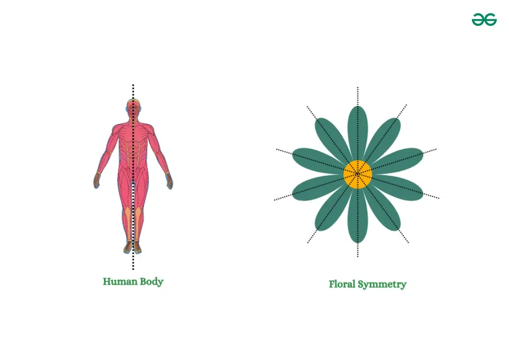 Symmetry-in-Biology