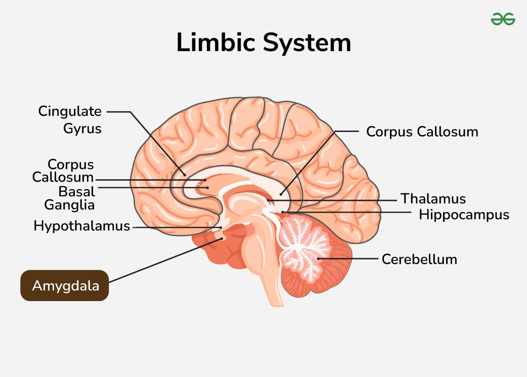 Amygdala Function Definition Amygdala Anatomy Location Function 