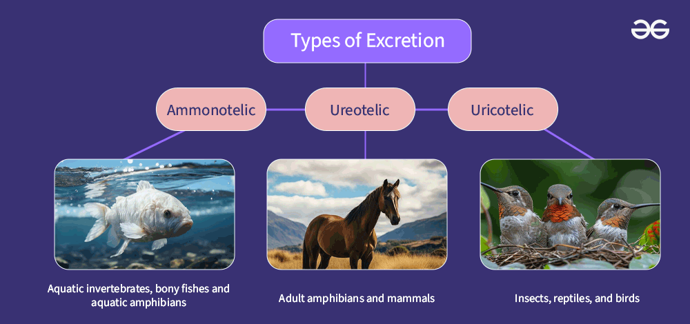 Ammonotelism Excretion in Animals - Mechanism and Advantages ...