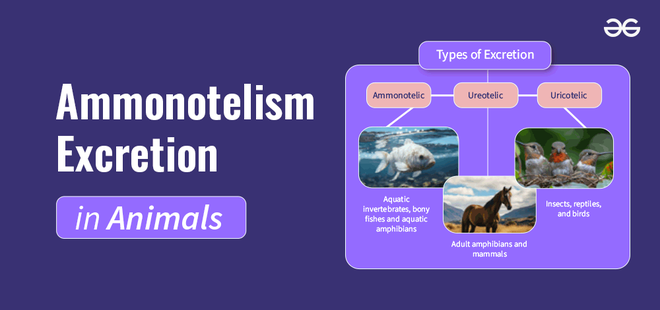 Ammonotelism Excretion in Animals - Mechanism and Advantages ...