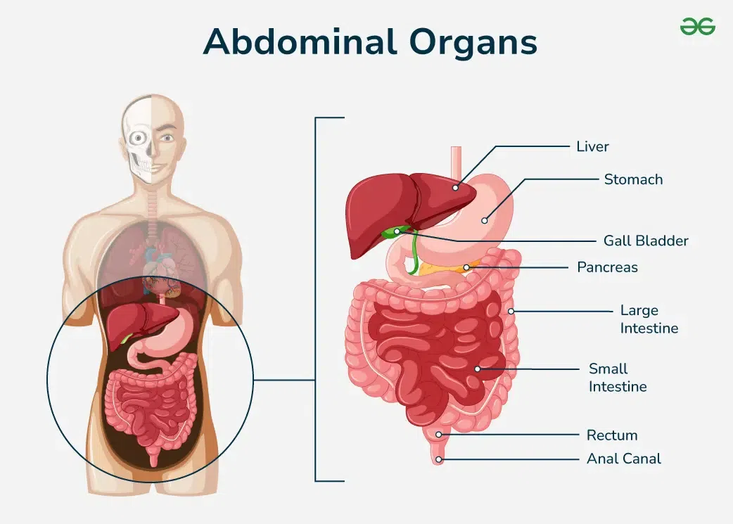Abdominal Cavity Definition And Organs Biology Dictionary Chapter 1 