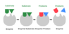 How Do Enzymes Catalyze Reactions? - GeeksforGeeks