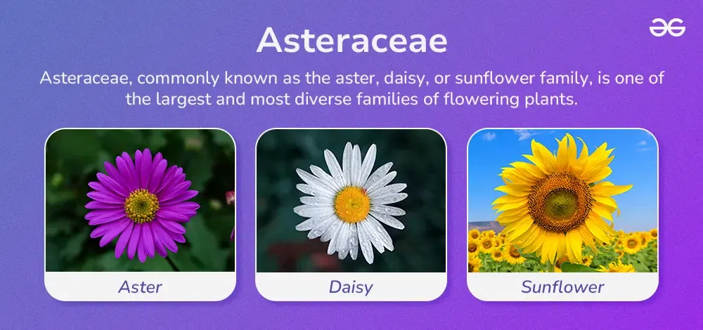 Asteraceae Family - Characteristics, Examples, and Floral Formula ...