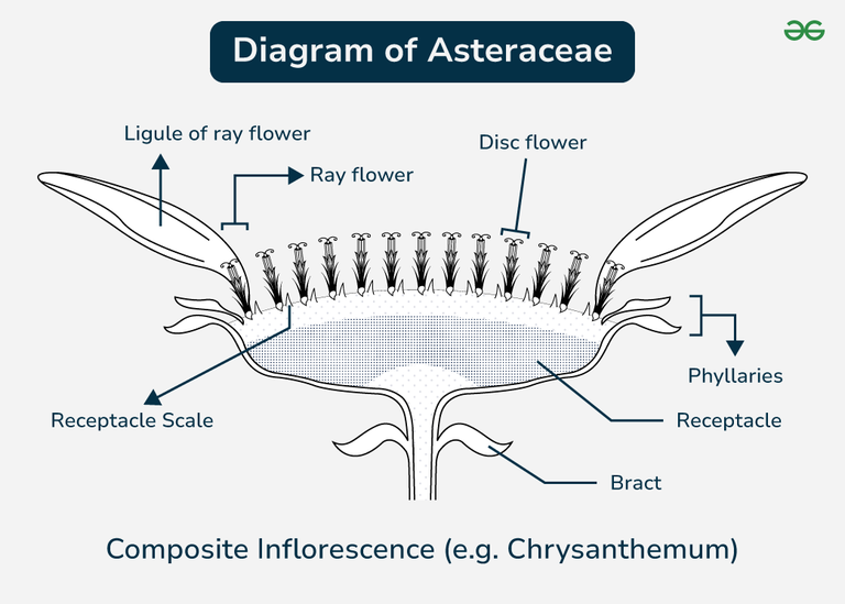 Asteraceae Family - Characteristics, Examples, and Floral Formula ...