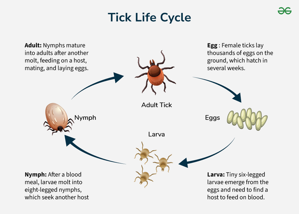 Tick Lifecycle Stages Lifespan And Diagram Geeksforgeeks 