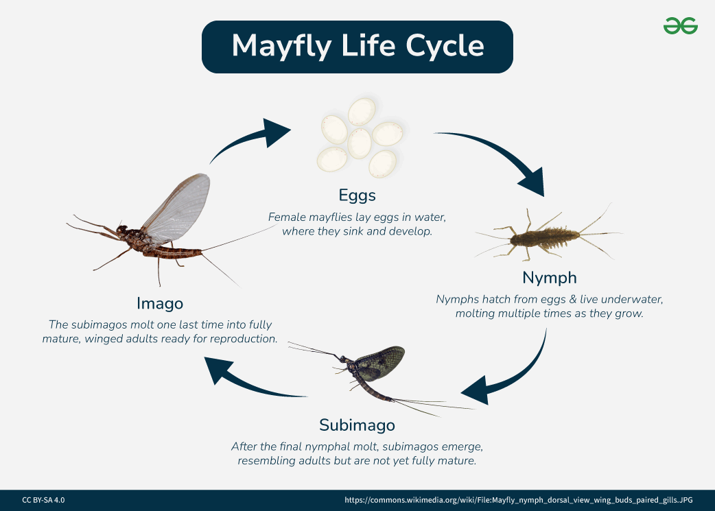 Mayfly Life Cycle Mayfly Life Cycle