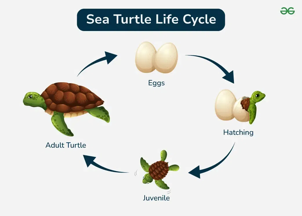 Sea Turtle Life Cycle GeeksforGeeks