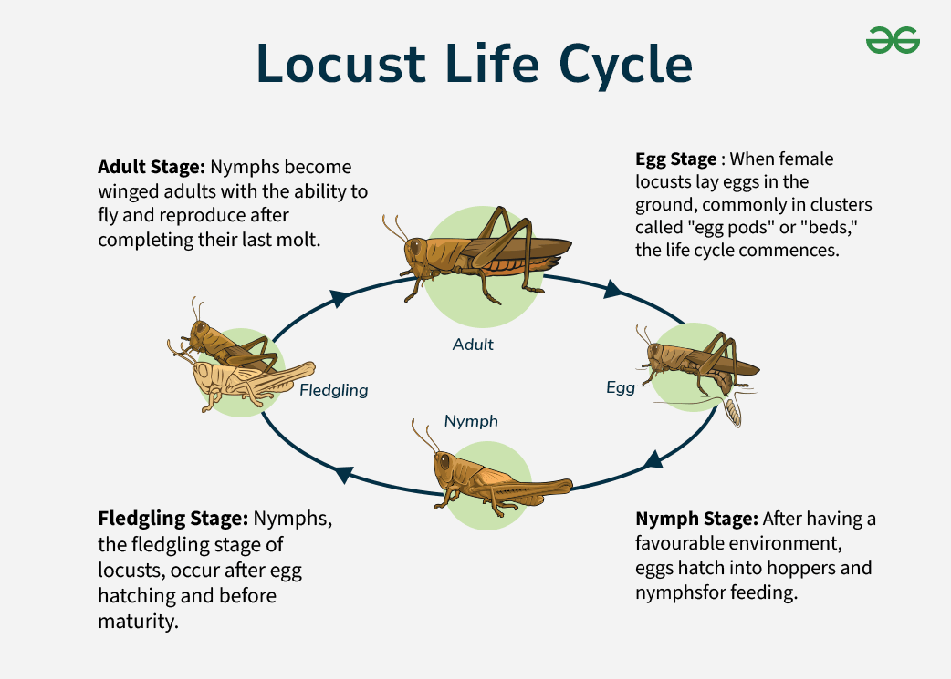 Locust Life Cycle Locust Life Cycle