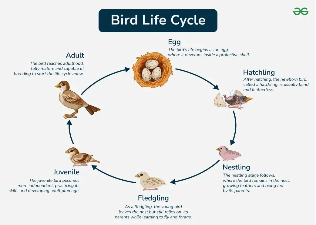 Egg Laying Animals Chart