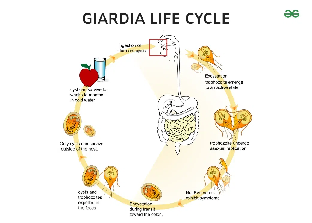 Giardia Cyst Companion Animal Parasite Council Giardia Giardia Cyst Companion Animal Parasite Council Giardia