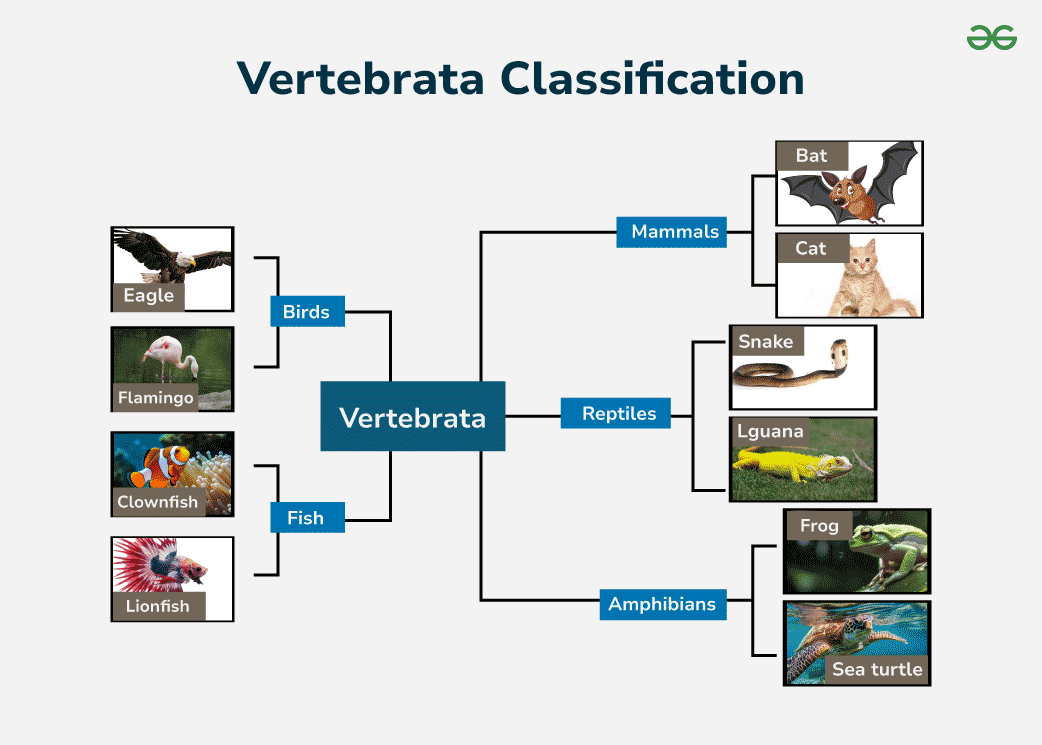 Vertebrata Definition Classification Characteristics Features 