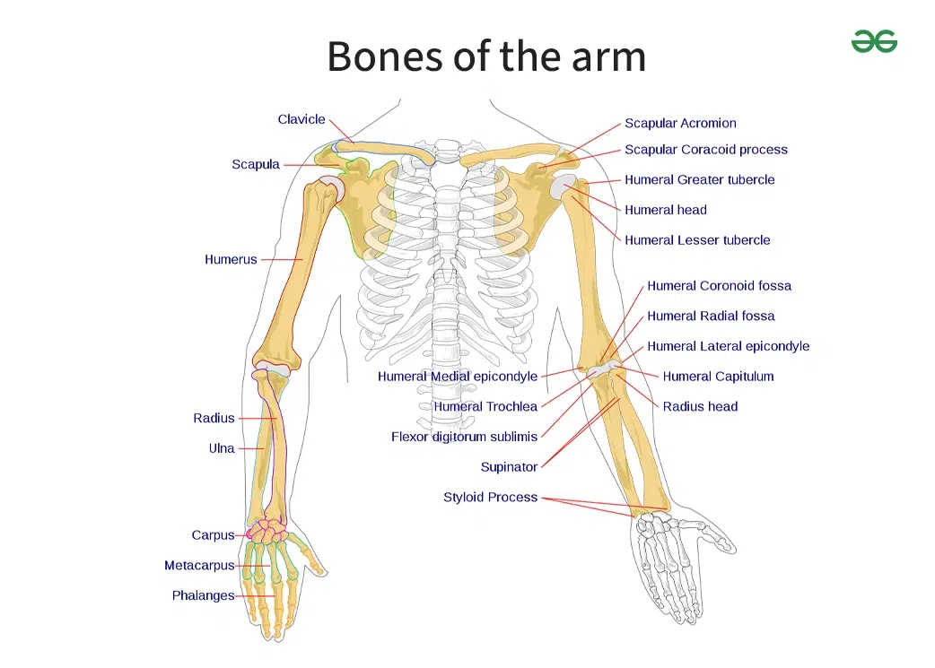 Bones And Muscles In The Arm GeeksforGeeks Bones And Muscles In The Arm GeeksforGeeks