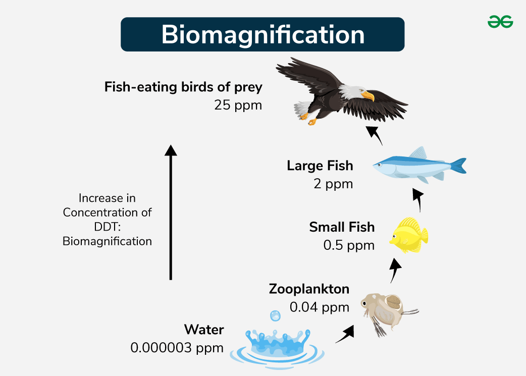 Biomagnification Pyramid APES Resources Mr Crockett s Classroom