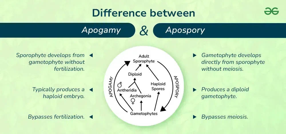 Difference Between Apogamy and Apospory | GeeksforGeeks