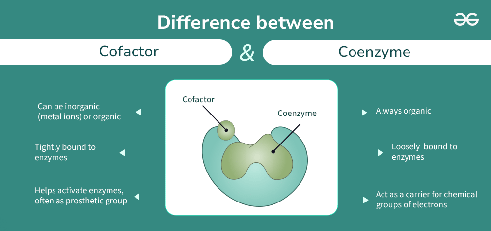 Difference Between Cofactor And Coenzyme GeeksforGeeks Difference Between Cofactor And Coenzyme GeeksforGeeks