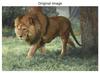 AI in Image Processing - GeeksforGeeks