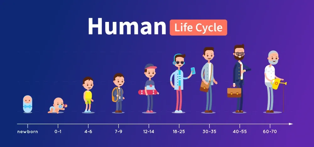 Life Cycle
