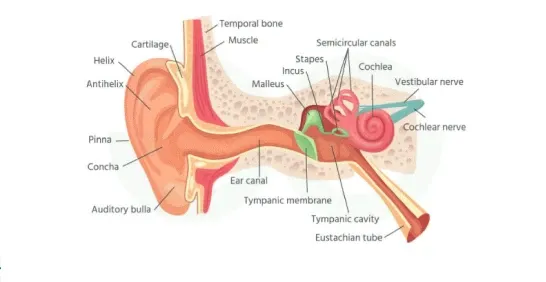 https://media.geeksforgeeks.org/wp-content/uploads/20250614114743290655/ear.webp?utm_source=chatgpt.com
