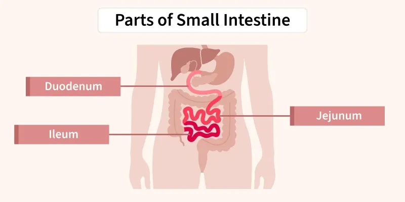 parts_of_small_intestine