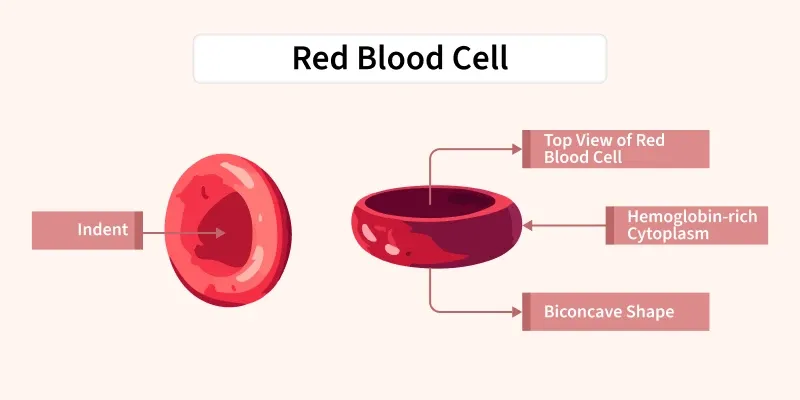 red_blood_cell