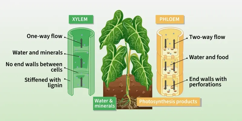 Transportation in Plants - GeeksforGeeks