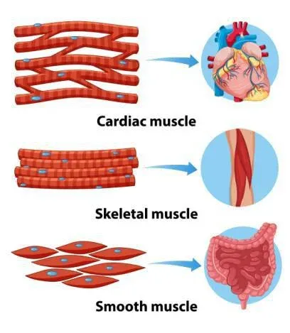 Muscular-Tissue-Diagram