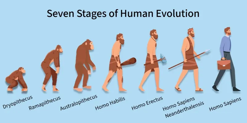 Human Evolution GeeksforGeeks