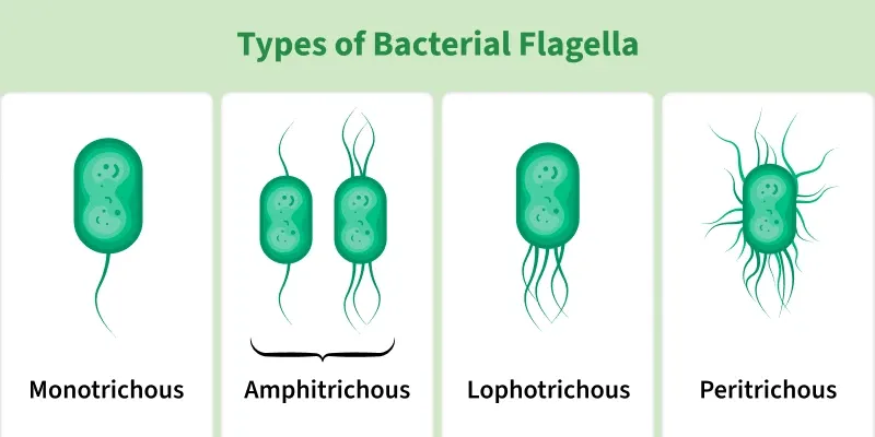 types_of_bacterial_flagella