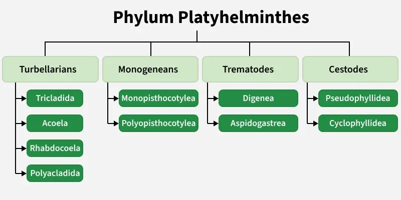 phylum_platyhelminthes