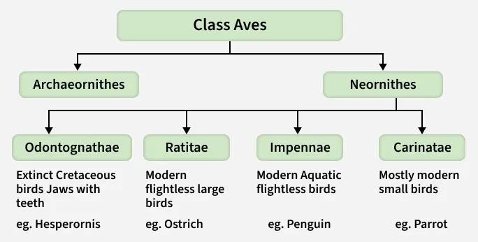 Class Aves Geeksforgeeks