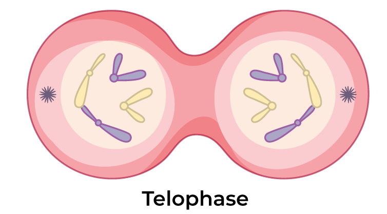Telophase2