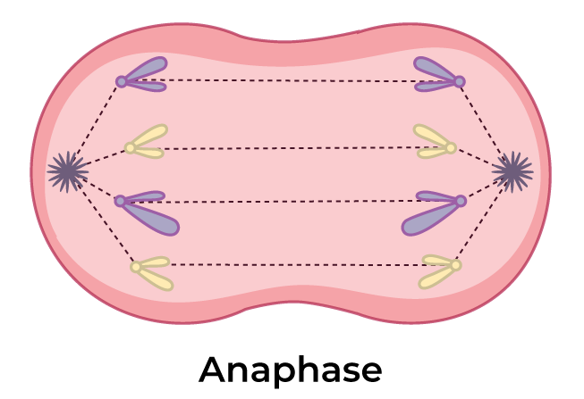 Anaphase2