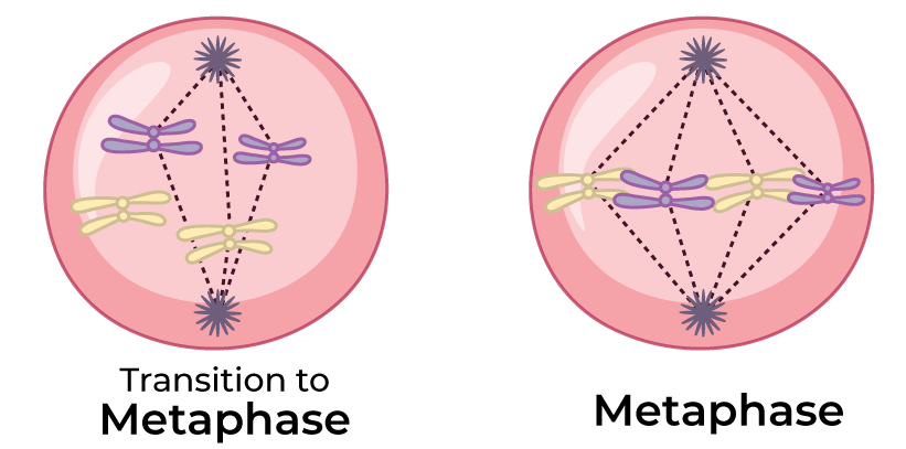 Metaphase-2