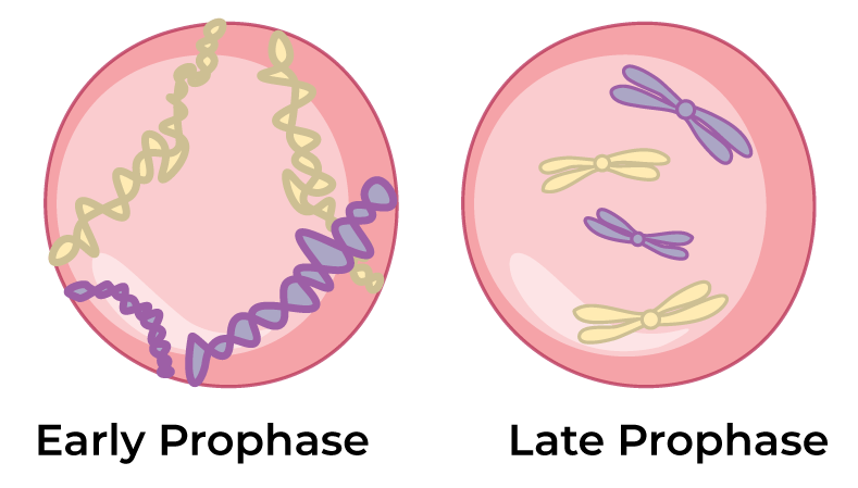 -prophase-