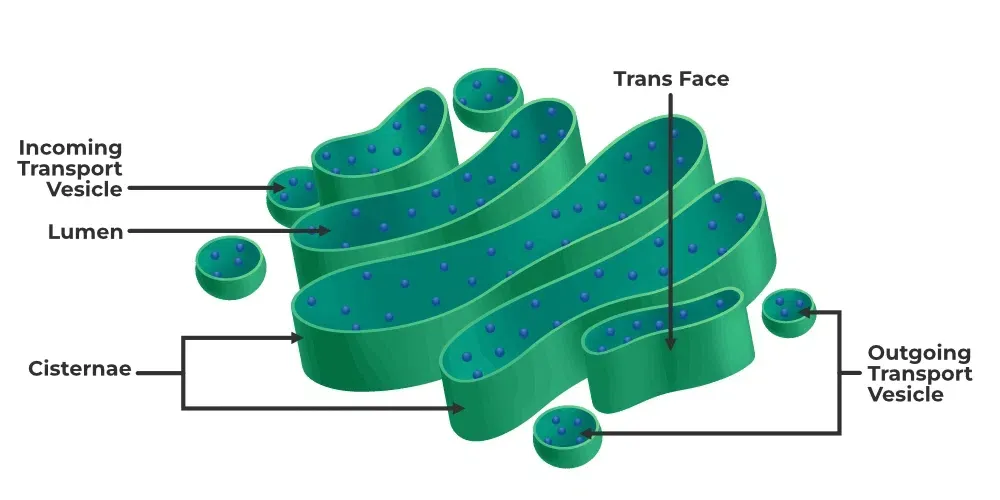 Golgi-Appratus2