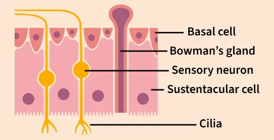 olfactory_epithelium