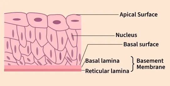 transitional_epithelium